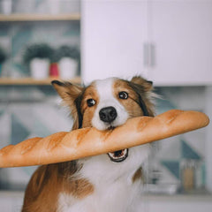 ¿Pueden comer Pan los Perros? Descubre la Verdad